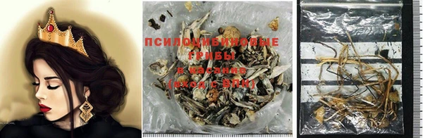 гашик Алексин